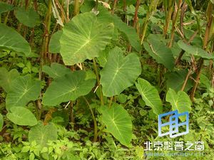 与番薯齐名的芋