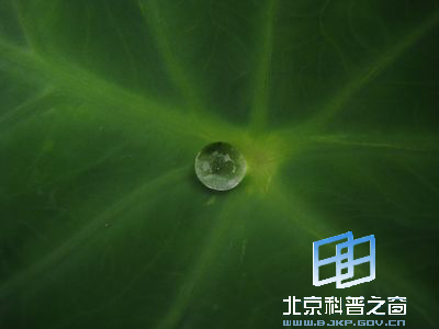 与番薯齐名的芋