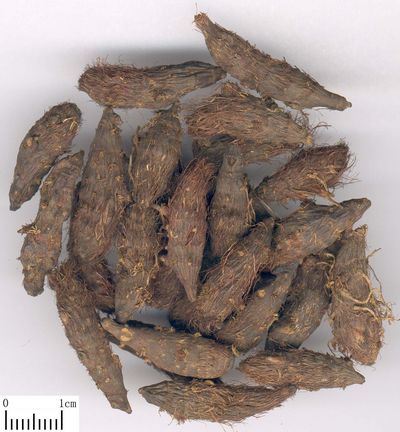 香鼠也是香附子