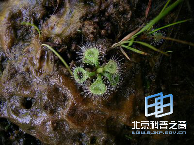 儿时难见的捕虫植物茅膏菜