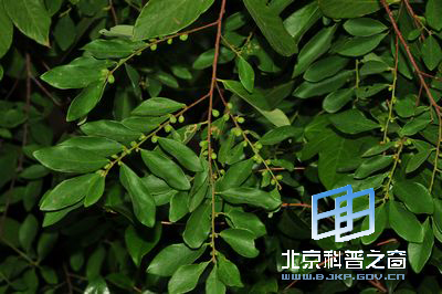 困惑四年的--土蜜树