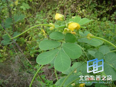 扩散能力极强的决明
