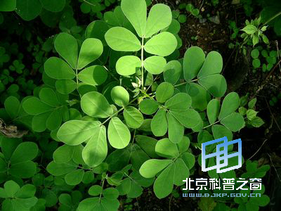 扩散能力极强的决明