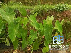 与番薯齐名的芋