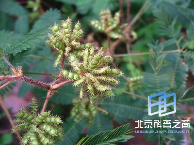 儿时的含羞草