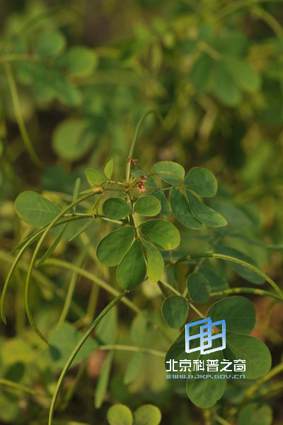 扩散能力极强的决明