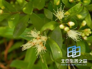 家乡植物-赤楠