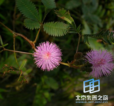 儿时的含羞草