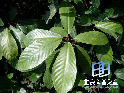 有缘的水同木与水东哥