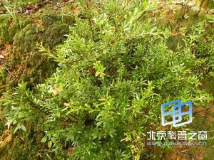 家乡植物-赤楠