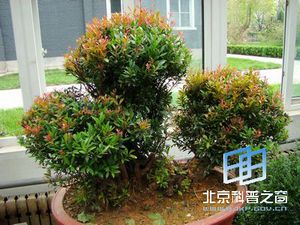 家乡植物-赤楠