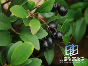 家乡植物-赤楠