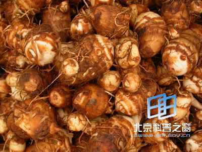 与番薯齐名的芋