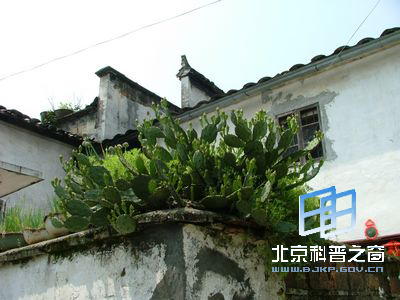 生命力顽强的仙人掌