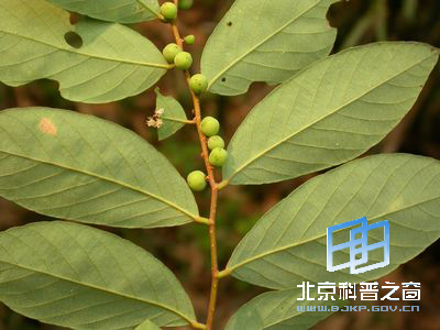 困惑四年的--土蜜树