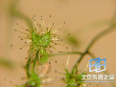 儿时难见的捕虫植物茅膏菜