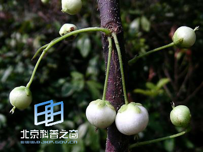有缘的水同木与水东哥