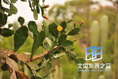 生命力顽强的仙人掌