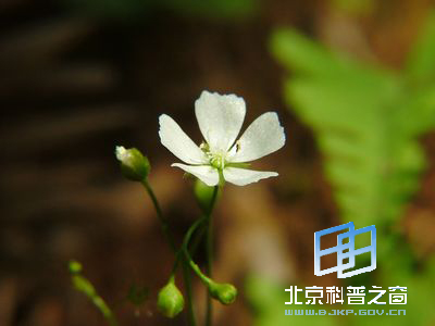 儿时难见的捕虫植物茅膏菜